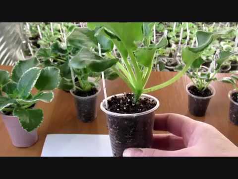 Видео: Что делать , если фиалка нарастила стволик ? Простая формировка.