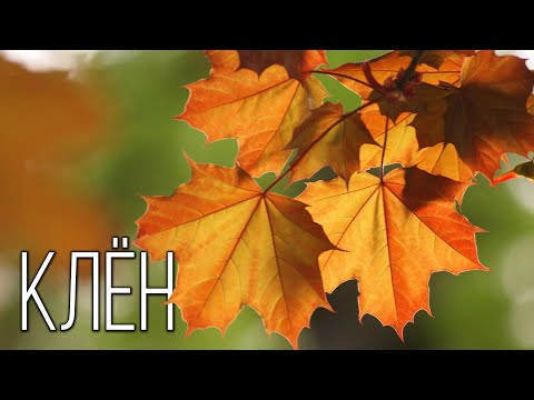 Видео: Клён: Символ Шелестящей листвы | Интересные факты про клён