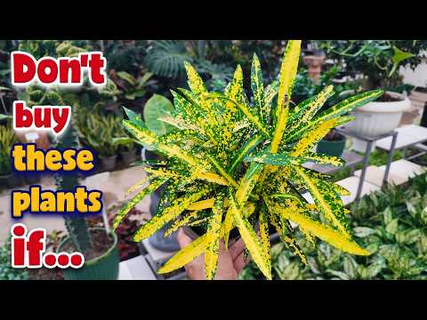 Видео: Не покупайте эти 10 растений, если у вас нет солнечного окна.