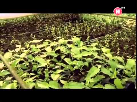 Видео: Микроклональное размножение растений