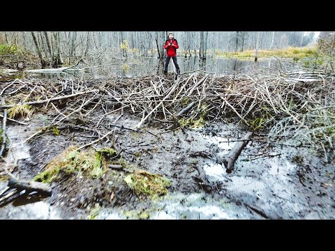 Видео: Бобры! Что вы наделали? Река пересохла. Спасаю реку. Плотина выше метра!