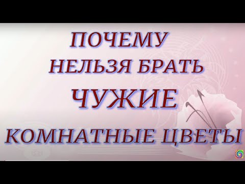 Видео: Почему нельзя брать чужие комнатные цветы... Народные приметы и поверья.