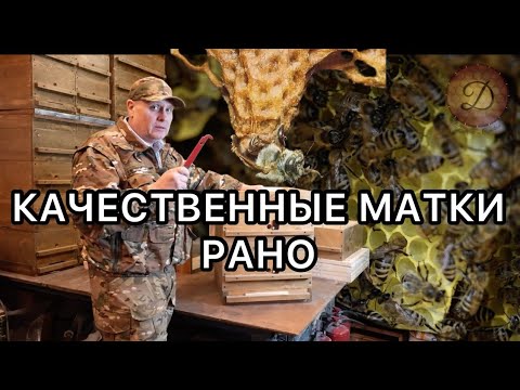 Видео: КАЧЕСТВЕННЫЕ МАТКИ РАНО