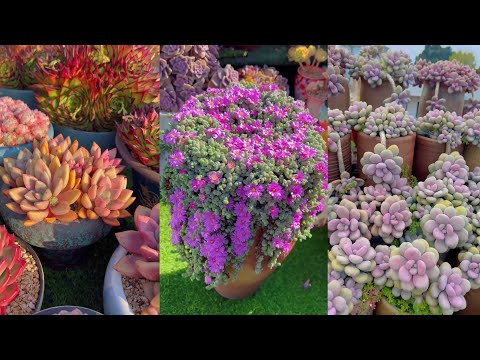 Видео: ВАУ! Самая красочная и яркая коллекция суккулентов, которую вы когда-либо видели!