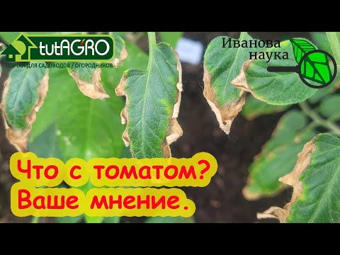 Видео: ЧТО СЛУЧИЛОСЬ С ПОМИДОРОМ? Листья у томата по краям желтеют, подсыхают, растение хилое. Как помочь?