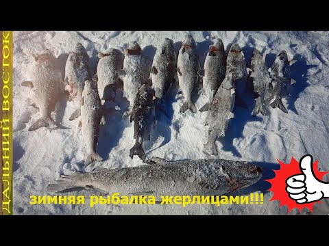 Видео: Зимняя рыбалка на сига жерлицами