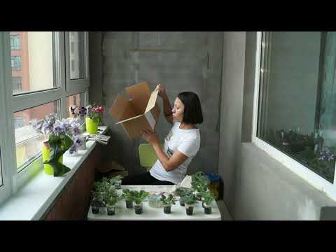 Видео: Фиалки. Моя коллекция. Упаковка заказа