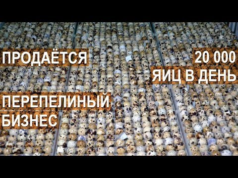 Видео: 💲 Продажа перепелиного бизнеса. 💲 Ферма Перепёлочка 20 000 яиц в день. Общая площадь 1600 квадратов