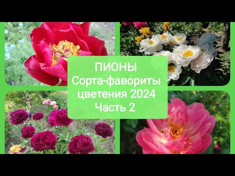Видео: ПИОНЫ.Сорта - фавориты цветения 2024года.Часть 2.