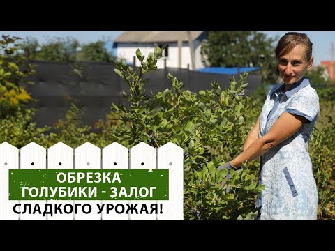 Видео: Как обрезать голубику правильно? Рекомендации нашего эксперта