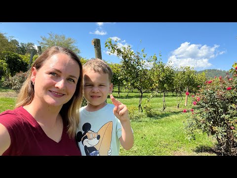 Видео: Что не так с виноградниками? До 21 года нельзя! Выходной в Hendersonville