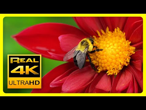 Видео: Самые красивые цвета природы в 4K II 🌹🌷 Потрясающие цветы. Антистрессовая музыка  - 4K UHD TV