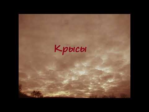 Видео: Крысы
