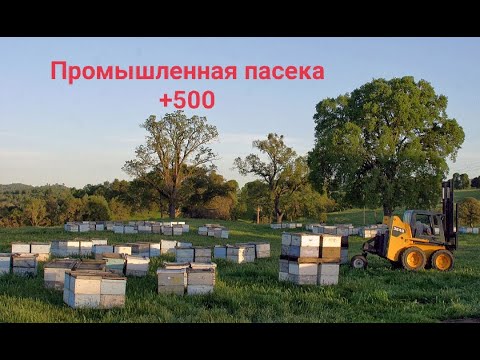 Видео: Промышленная пасека +500 семей #АлександрАдамович
