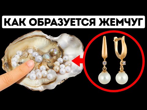 Видео: Как и зачем устрицы делают жемчуг?