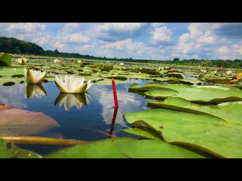 Видео: ВЕЛИЧЕЗНІ БОЛОТНІ КАРАСІ В ТИХОМУ БЕЗЛЮДНОМУ МІСЦІ!
