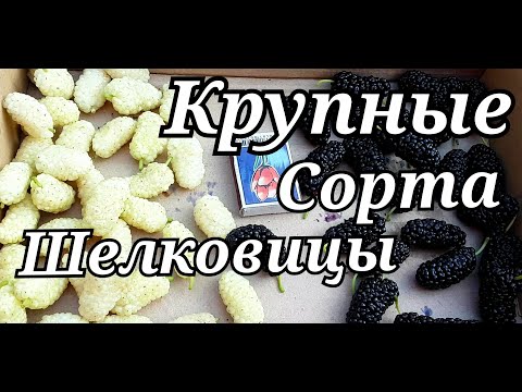 Видео: ШЕЛКОВИЦА БЕЛАЯ КРУПНАЯ//ШЕЛКОВЫЦА ЧЁРНЫЙ ГИГАНТ