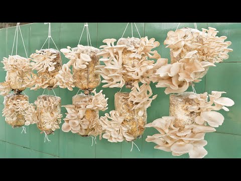 Видео: Грибы легко выращивать и собирать каждый день | Шаг за шагом для начинающих