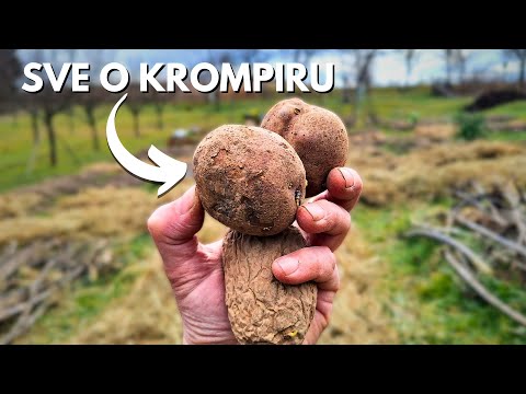 Видео: Все, что вам нужно знать о посадке картофеля