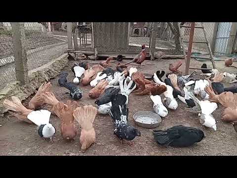 Видео: Маточник, начало сезона 2025.