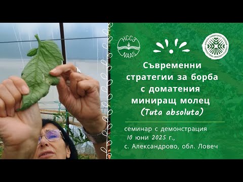 Видео: Борба с доматения миниращ молец (Tuta absoluta) – видео с презентация и демонстрация