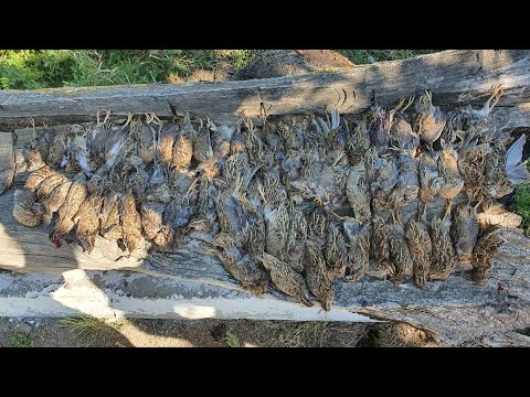 Видео: Охота на перепела 2 Quail hunting