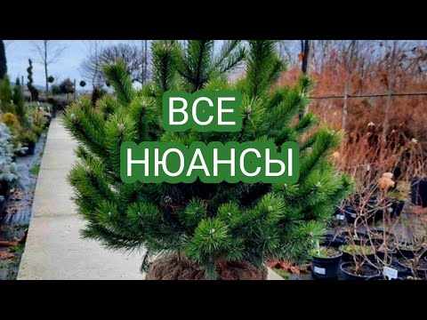 Видео: ПОСАДКА И ПЕРЕСАДКА СОСНЫ.