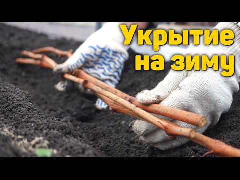 Видео: Что будет если кусты винограда не укрывать на зиму ⁉️
