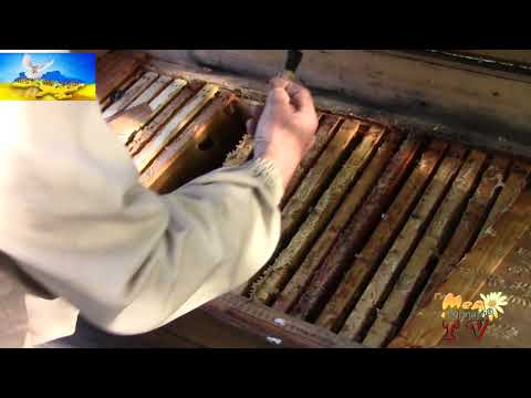 Видео: Готуємо бджоли в зиму