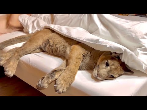 Видео: Пума Месси занимает кровать и ждёт когда его потащат за лапы! Каждый день так ложимся спать