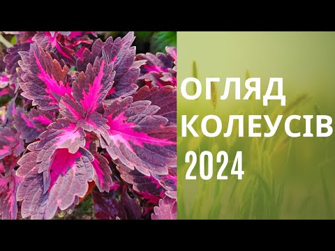 Видео: Як виглядають наші колеуси на відправку поштою. Огляд колеусів 2024