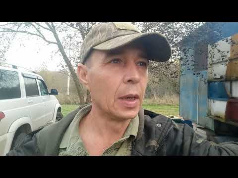 Видео: Результат крайней обработки пчёл поражает 