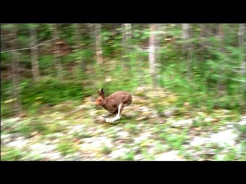 Видео: СУШЬ , ЖАРА , НАГОНКА ПО ЗАЙЦУ .Русские гончие Аргон и Лайма вл. Шатров В.А.#охота #топ #hunting
