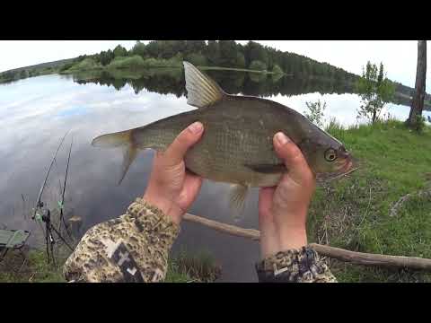 Видео: РЫБАЛКА НА ЧЕРНОМ ОЗЕРЕ С УТРА