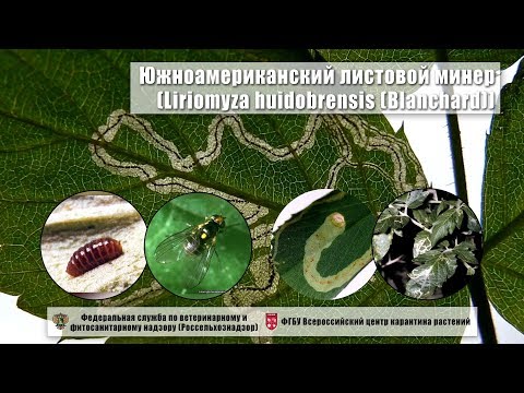 Видео: Южноамериканский листовой минер (Liriomyza huidobrensis (Blanchard))