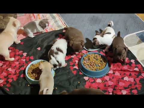 Видео: Айрис (Тася) пришла в гости к Бэшкам 12.11.25 #цены ОТ 35 тр #купитьщенкачихуахуапродаю +79215950848