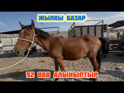 Видео: тай, кулун, жылкы баалары✅