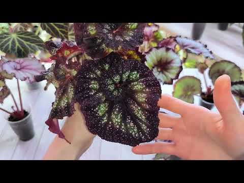 Видео: Наличие деток бегоний на 31.05.25г.