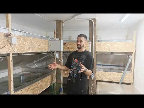 Видео: Завышение нитритов, нитратов. Горький опыт, потеря малька. Правда узв.
