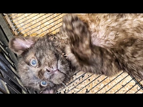 Видео: Маленькая спасённая пантера ЗАВТРАКАЕТ! ❤️ Состояние не лучше, НО СТАБИЛЬНО! ДОЛЖНА выжить 🙏🏽❤️