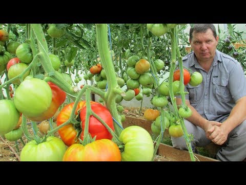 Видео: Проверенные сорта томатов