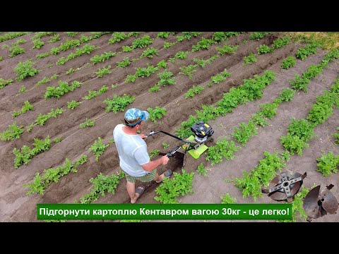 Видео: Підгортає картоплю краще трактора!