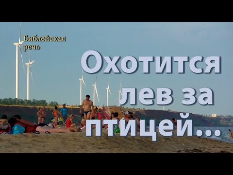 Видео: Охотится лев за птицей