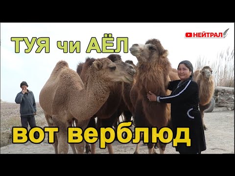 Видео: ГУРЛAНЛИК ТУЯЧИ AЁЛ МAҲОРAТИ ! Вот верблюд!!!