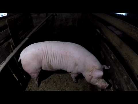 Видео: БИЗНЕС НА СВИНЬЯХ! Супер свинарник в домашних условиях.