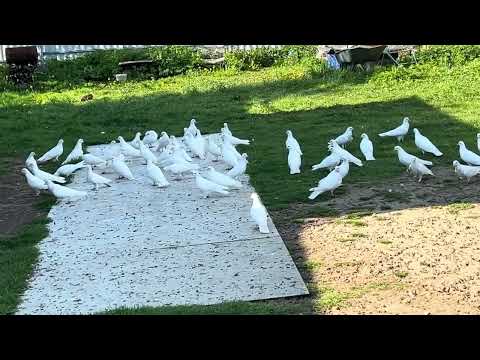 Видео: В гостях у Вячеслава Бакинские Старопородные голуби 🕊️ #pigeonsflying #animal #pigeon #birds