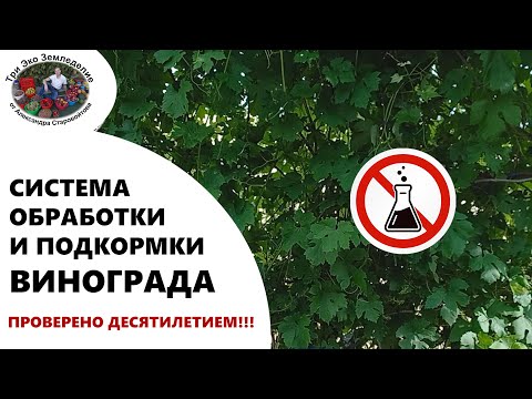 Видео: Система обработки и подкормки винограда #ТриЭкоВиноградник