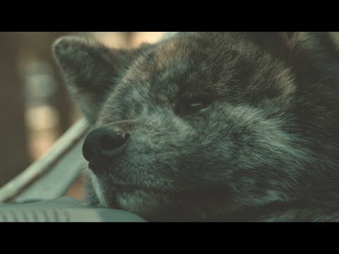 Видео: Pavell & MIRO - Без Лимит/No Limit