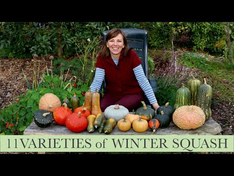 Видео: 11 сортов ЗИМНЕЙ ТЫКВЫ — наш самый большой урожай на сегодняшний день!