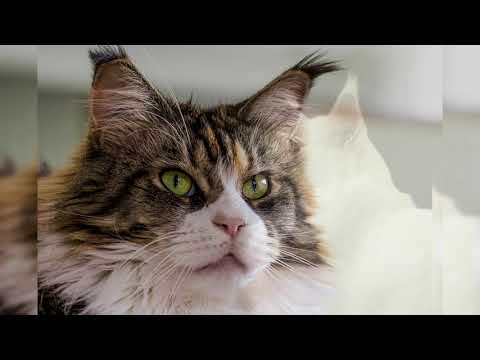 Видео: Мейн кун. Плюсы и минусы, Цена, Как выбрать, Факты, Уход, История